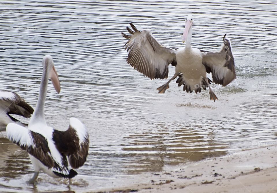 Mid air dancing pelican water landing 