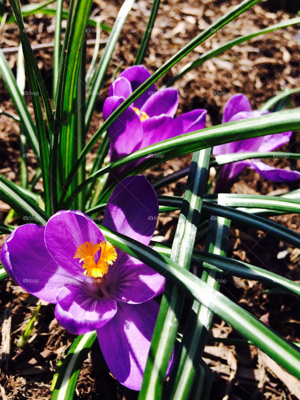 Close-up of flowers