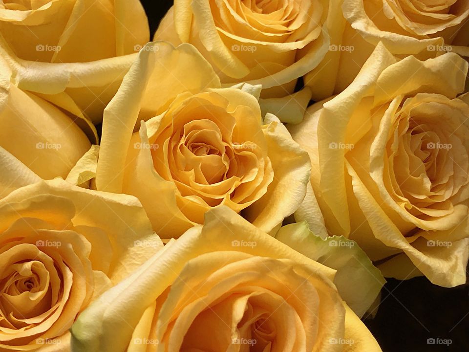 Vibrant yellow roses.