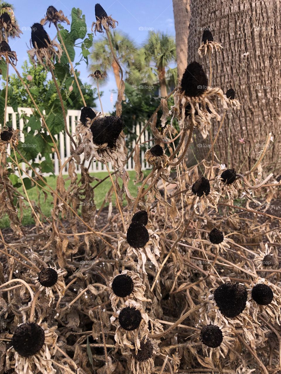 Unfortunately these beautiful dried flowers didn’t make it in this drought this year!