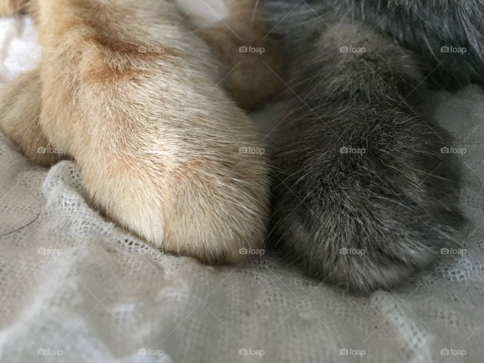 My two kitties, paw to paw.