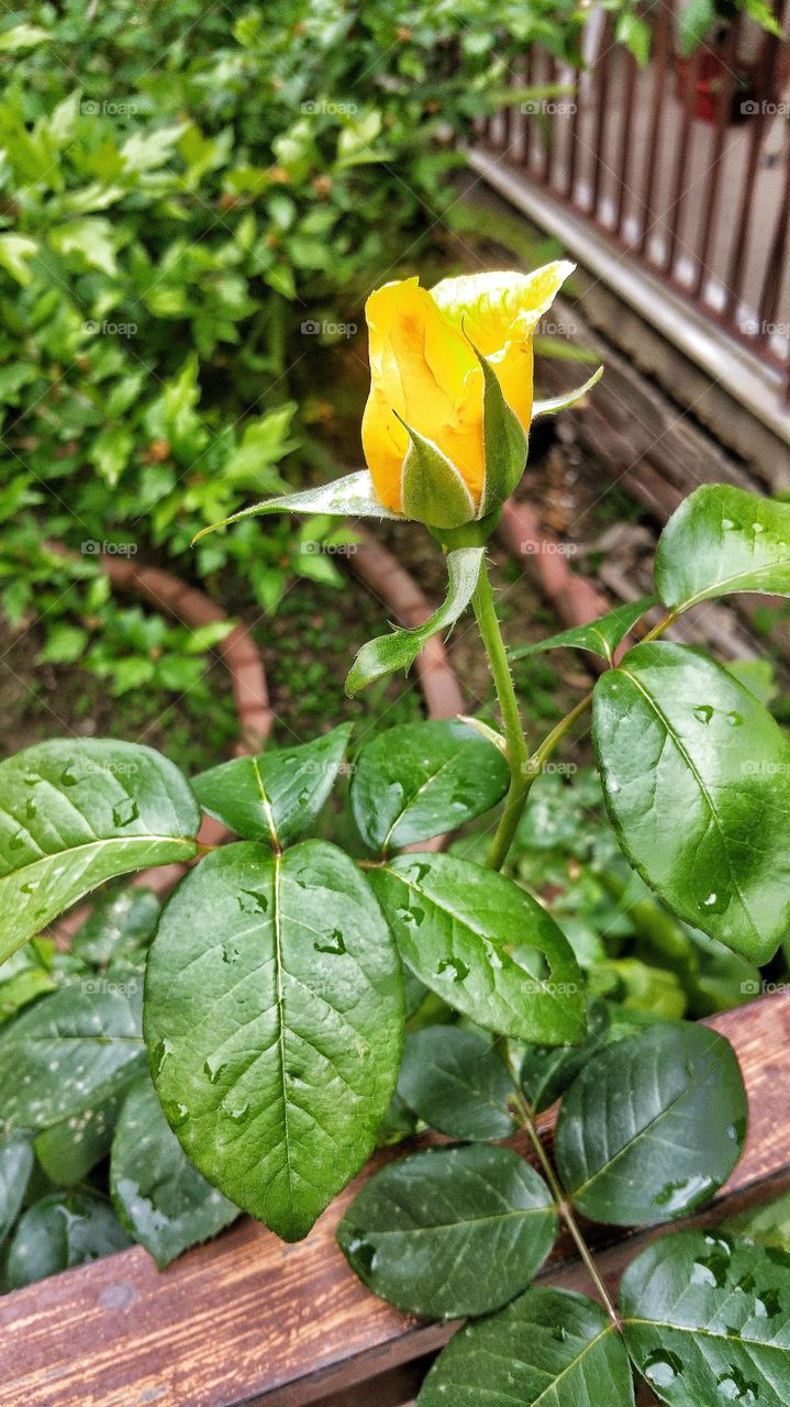 Yellow rose