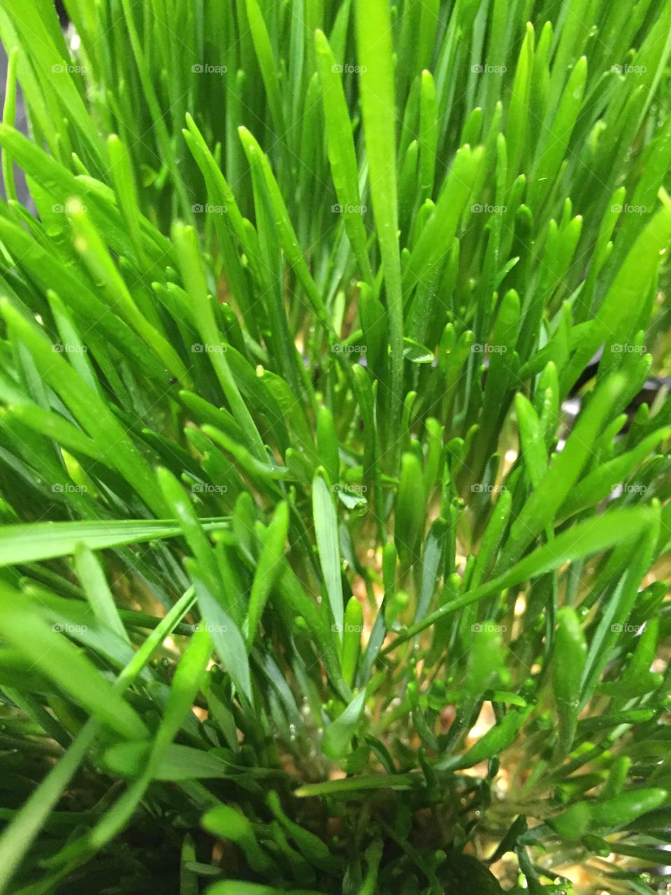 Wheat grass