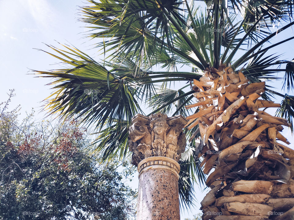 Tropical feel- palm tree next to an old pillar and a small tree