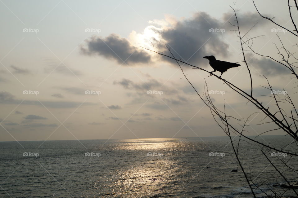 bird sky ocean