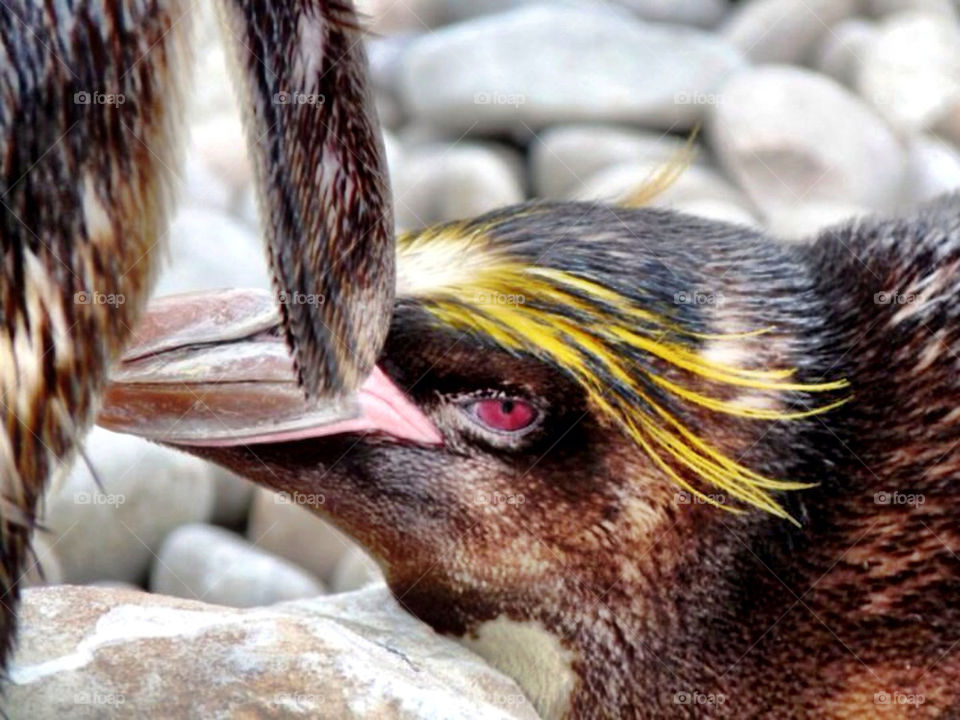 london animal eye bird by llotter