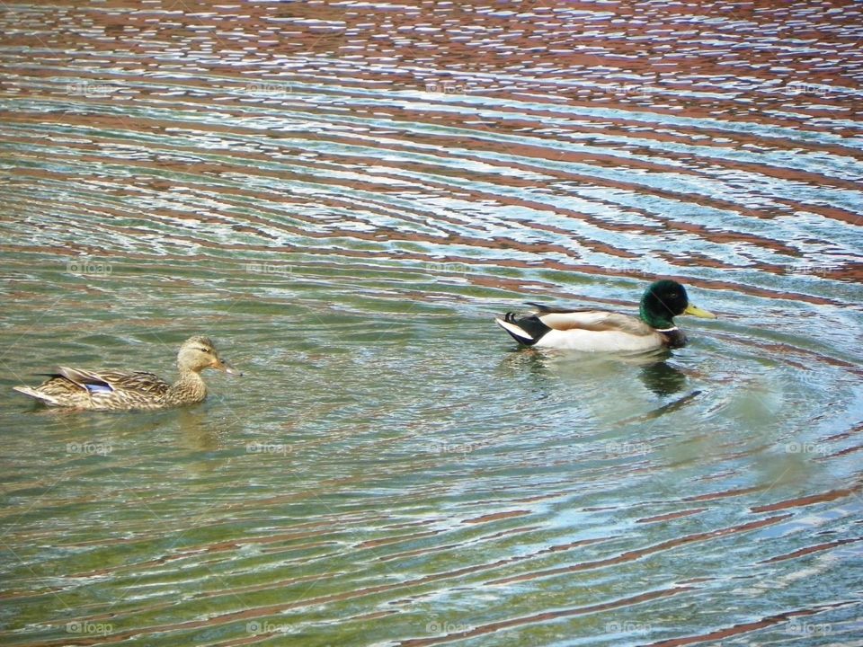 A pair of colorful ducks swimming in a small pond