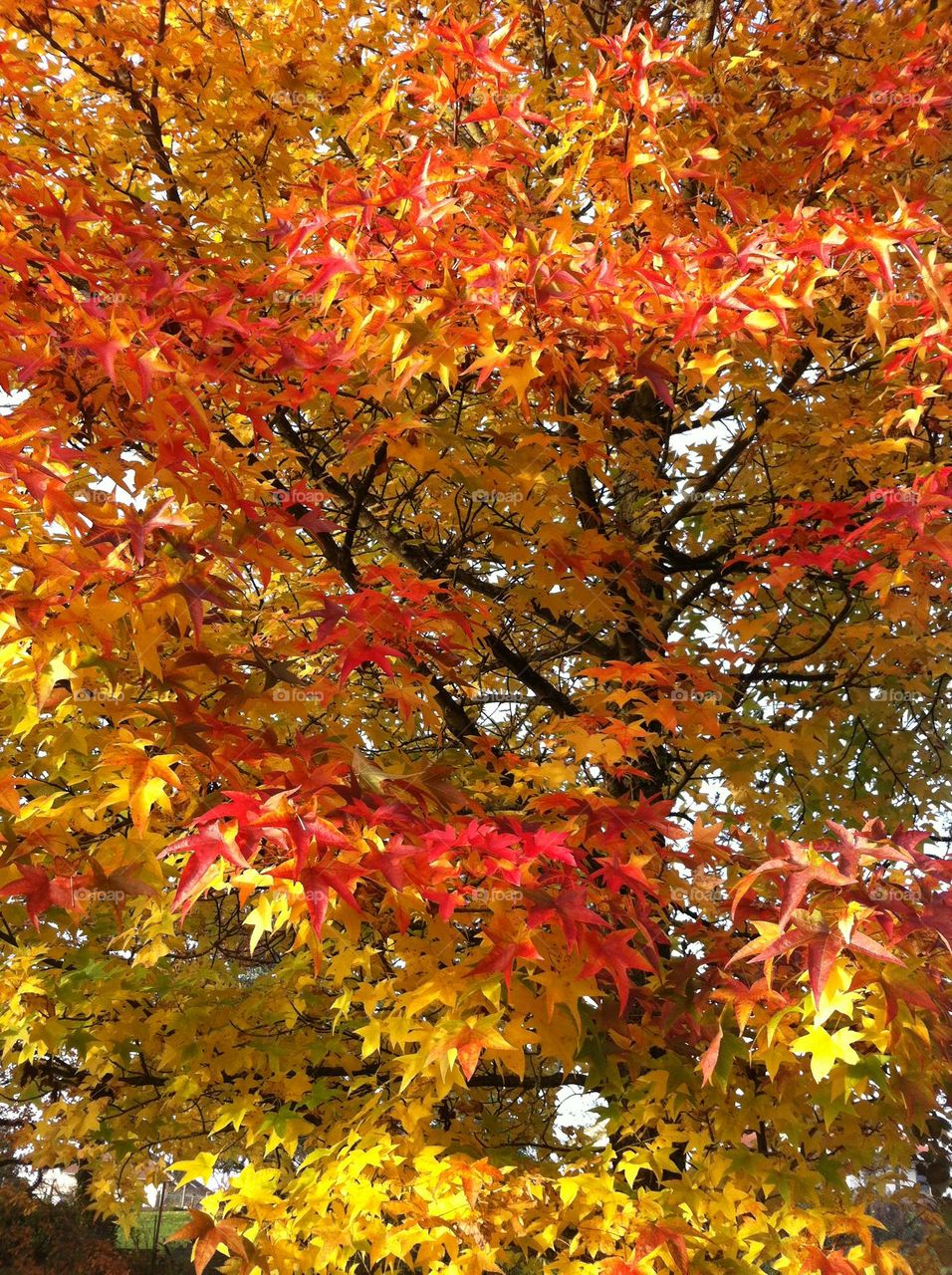 Autumnal colors