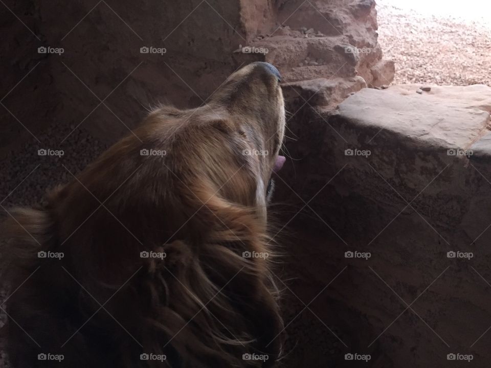 Pueblo dog
