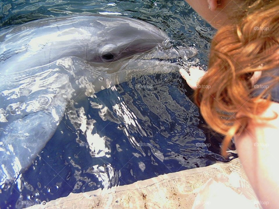 Close encounter with a dolphin
