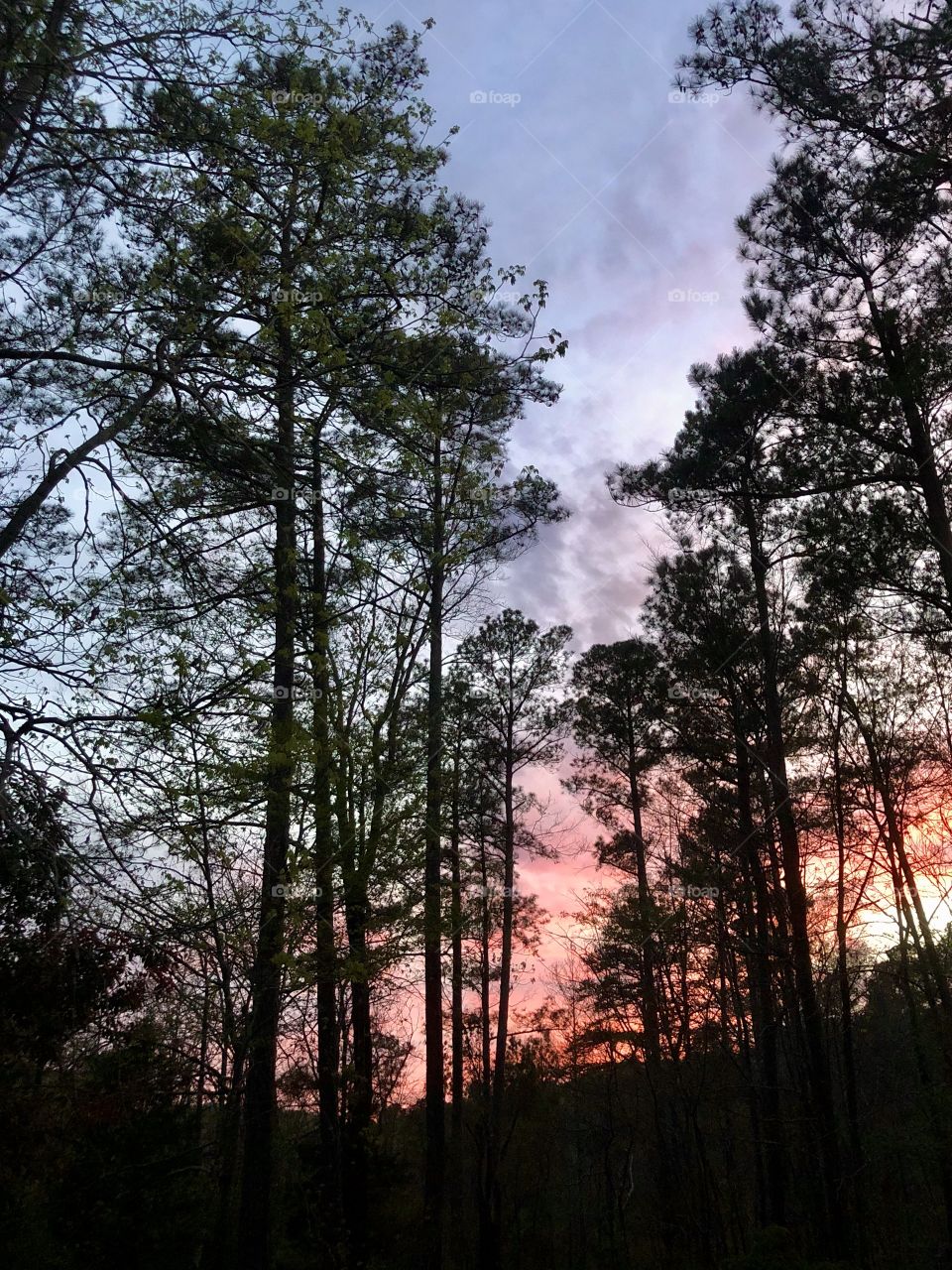 Evening sky with forest in silhouette 