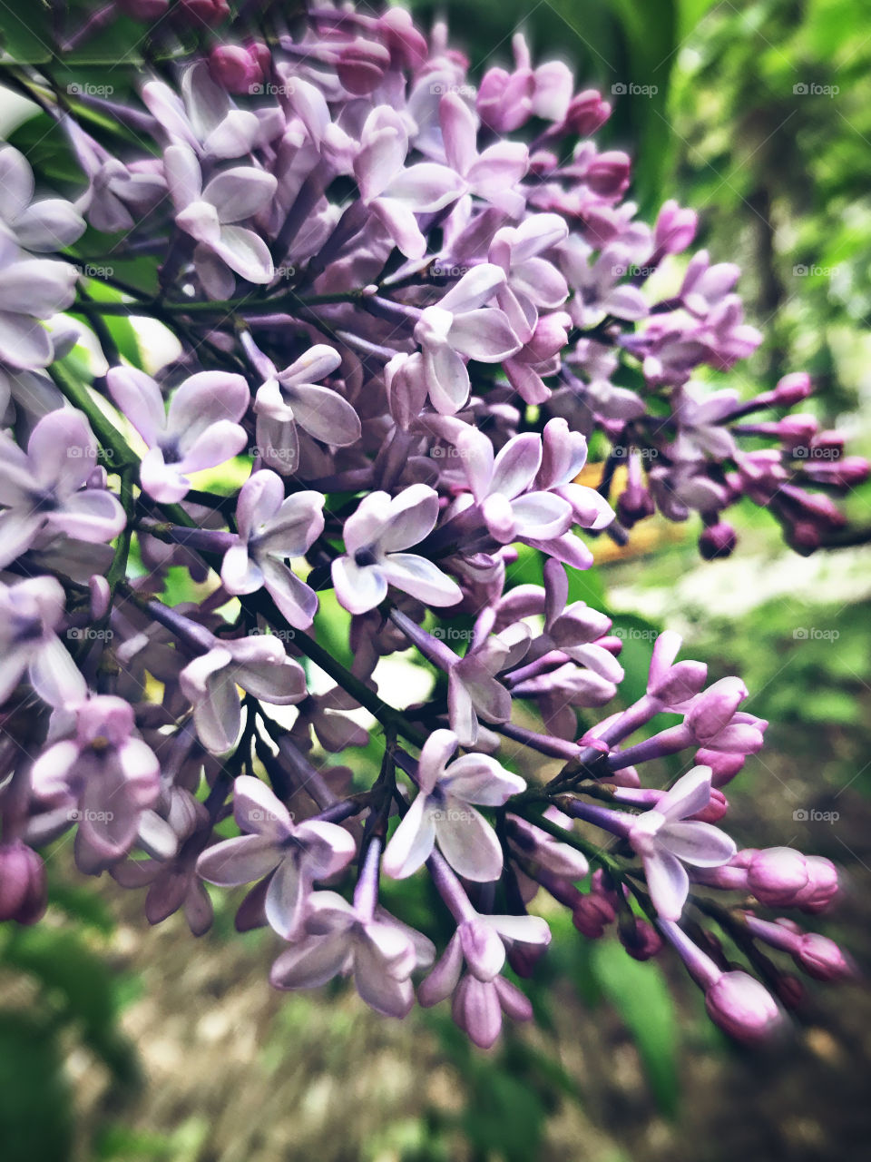 Lilac flower