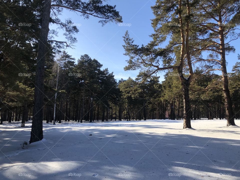 Winter forest