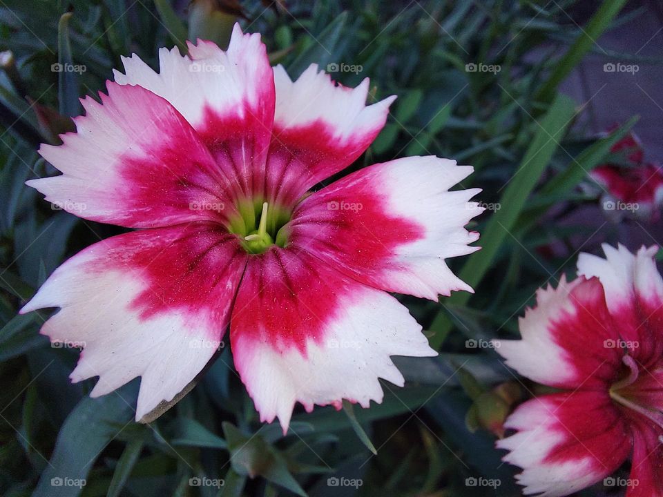 red and white silky-smooth flowers