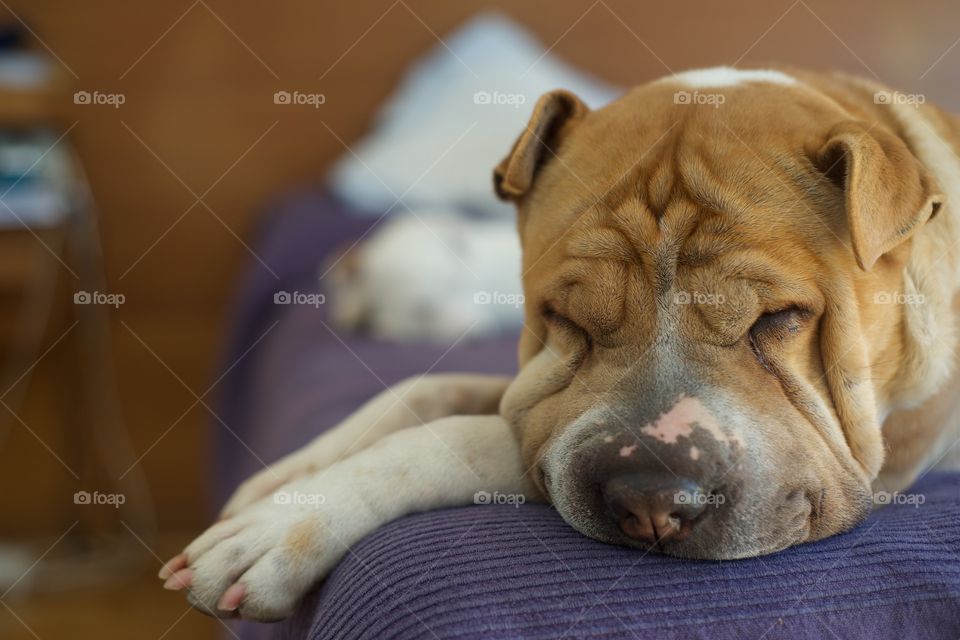 Close-up of a dog sleeping on bed