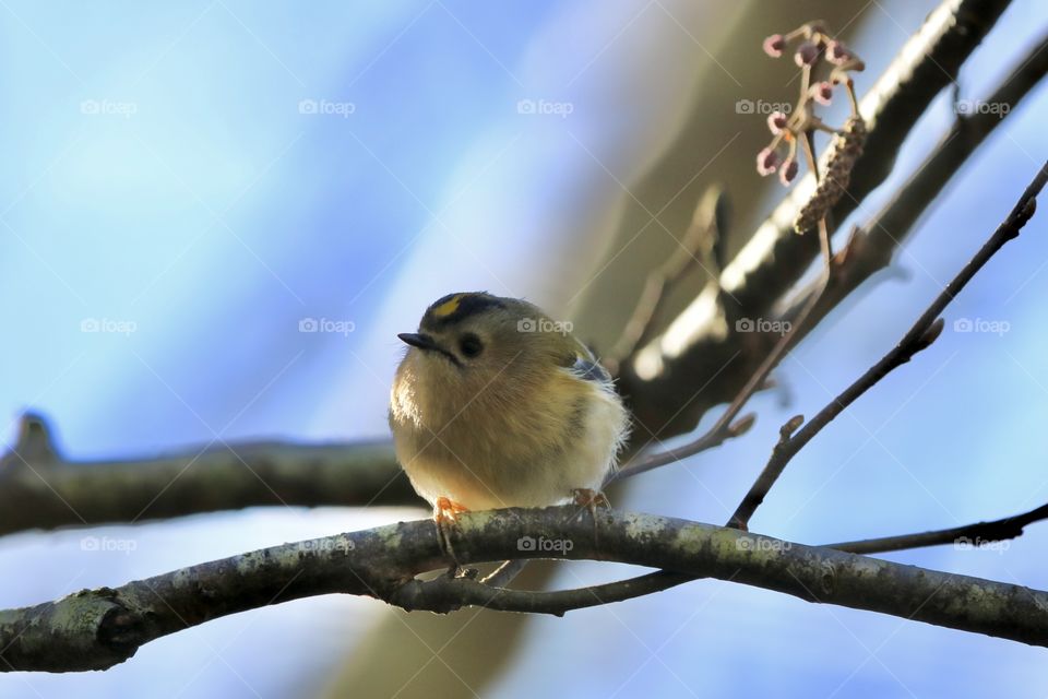 Goldcrest 