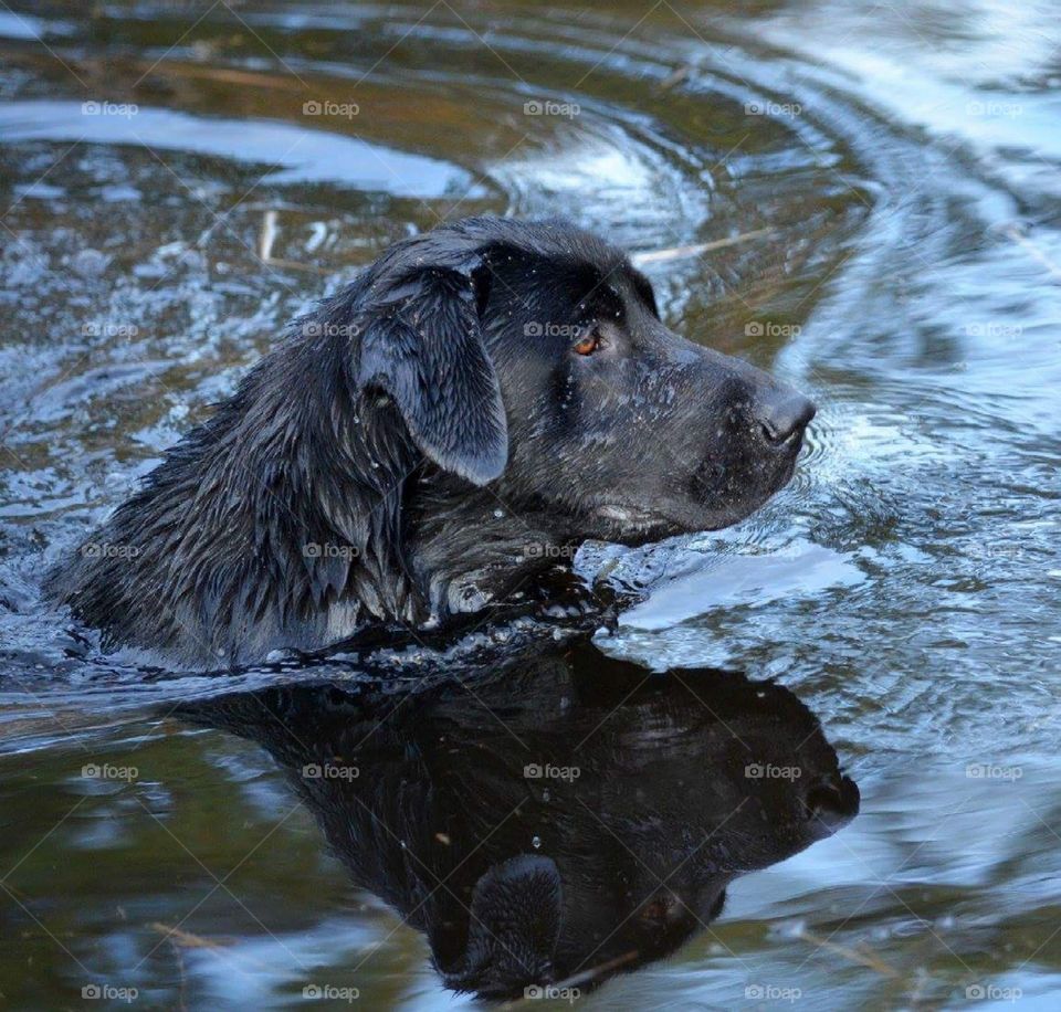 Labrador