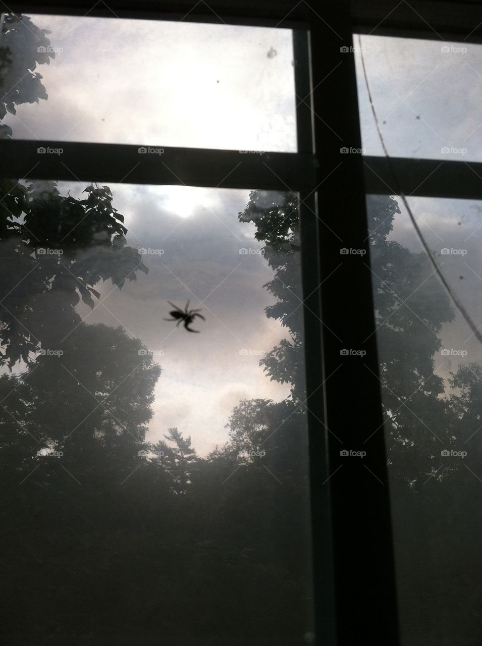 Spider in the window