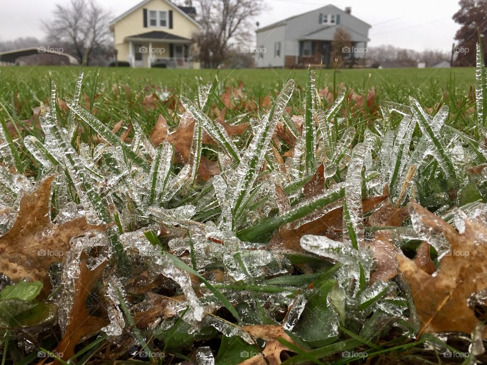 Frozen green grass and icing rain deep fall in Kentucky 