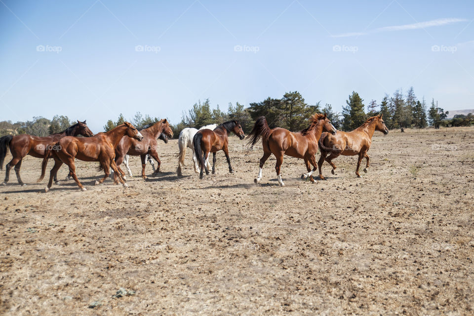 Running horse herd