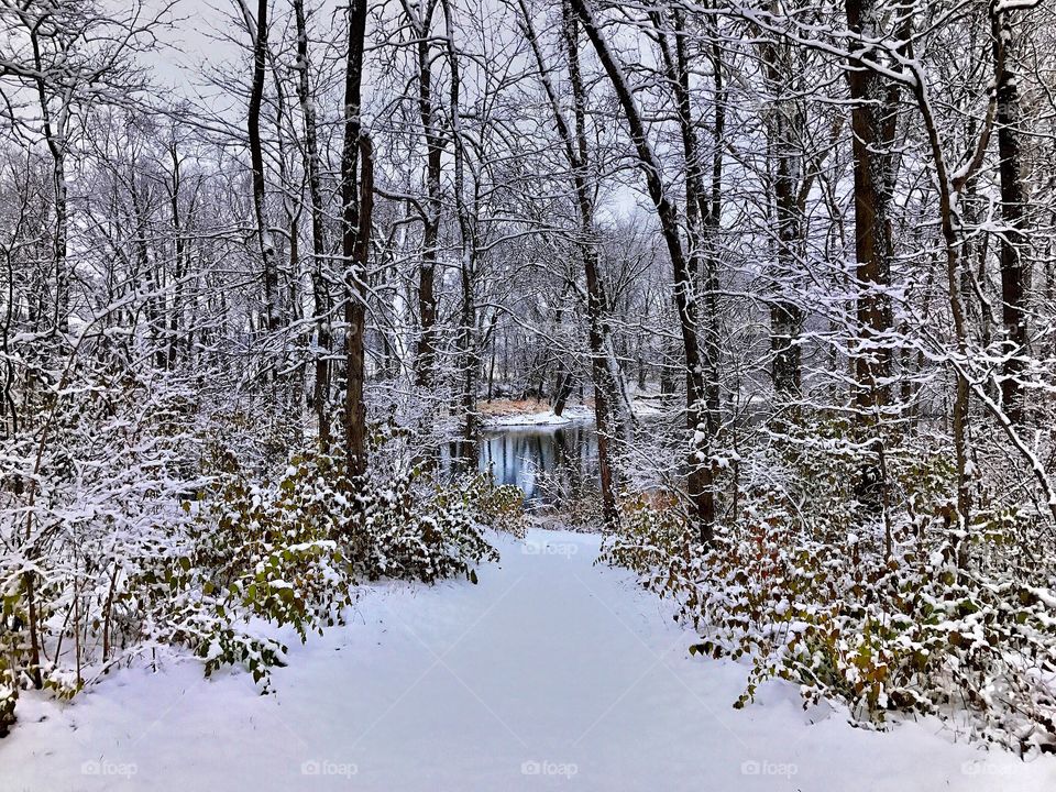 View of trees in forest in winter