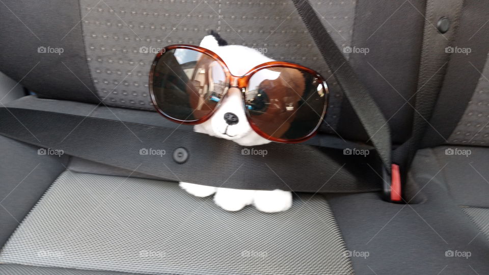 little dog ready to take a safe trip