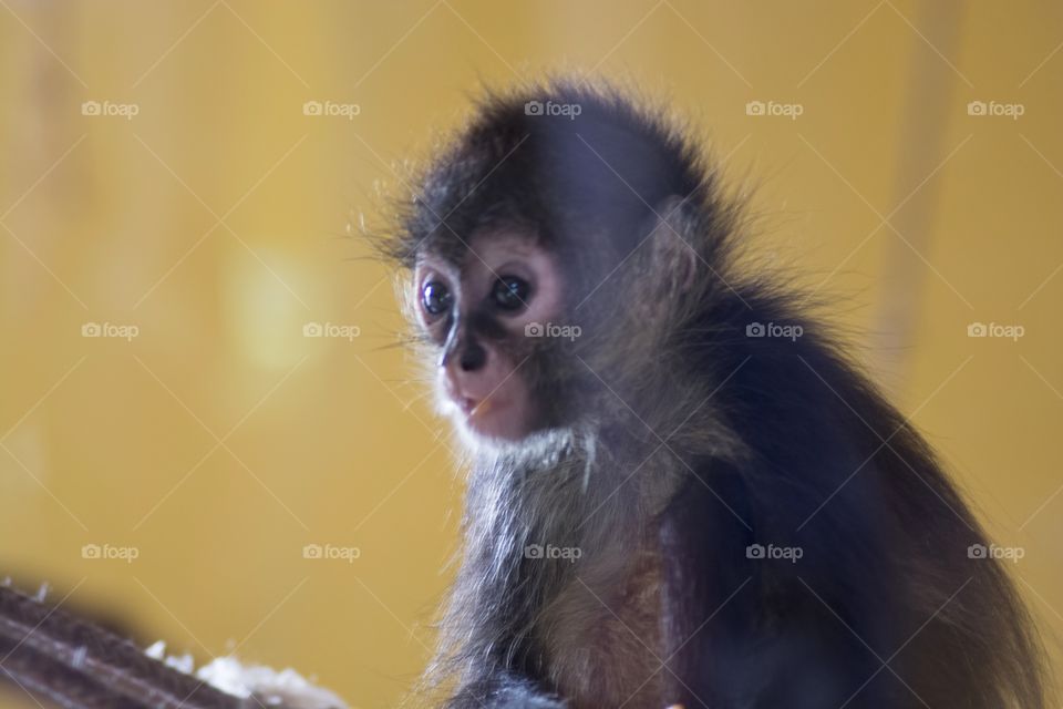 cute monkey