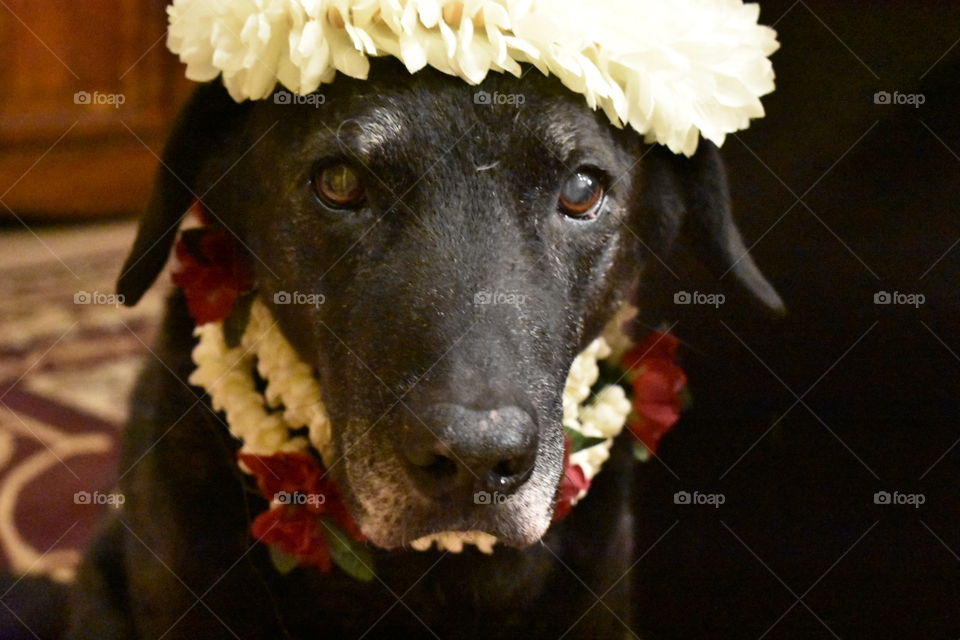 Puppy flowers