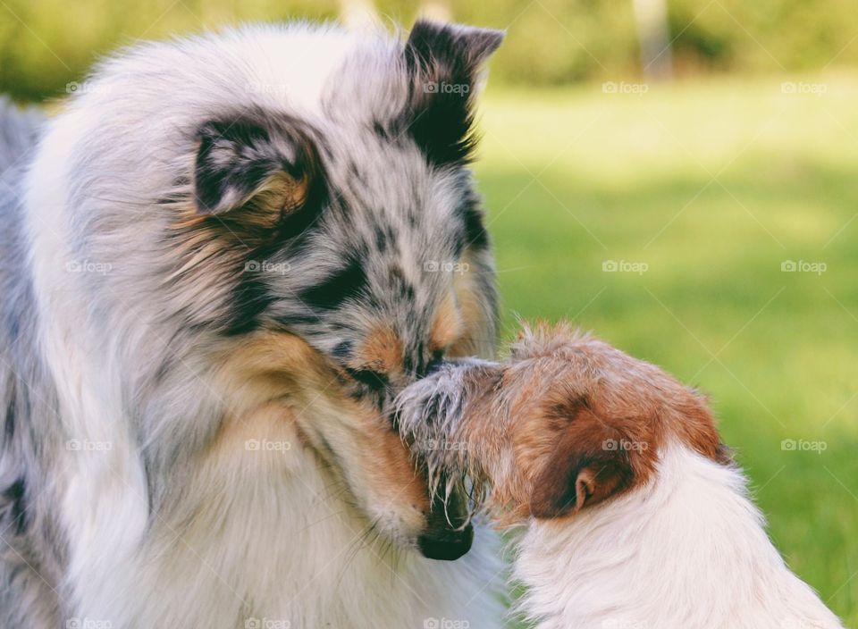 A rough collie getting kisses from a jack russell