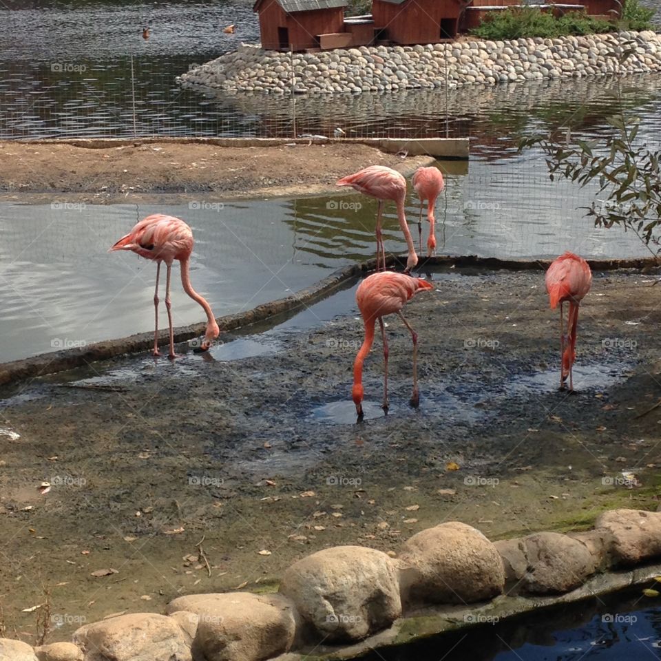 Bird, Flamingo, Wildlife, Animal, Water