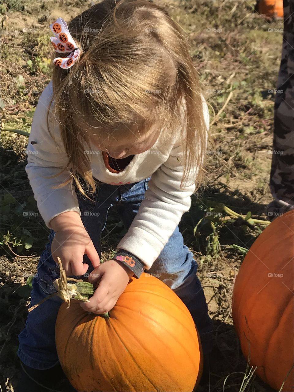 Adorable Toddler picking orange pumpkins