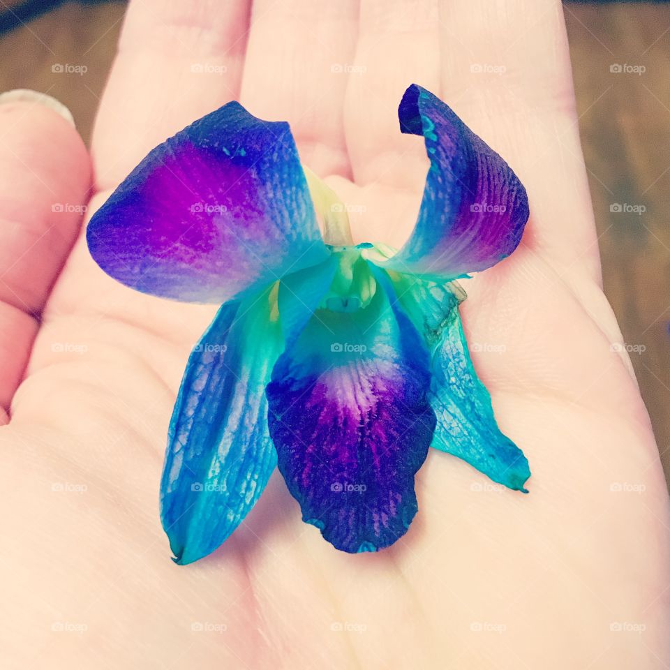Blue and purple flower in hand