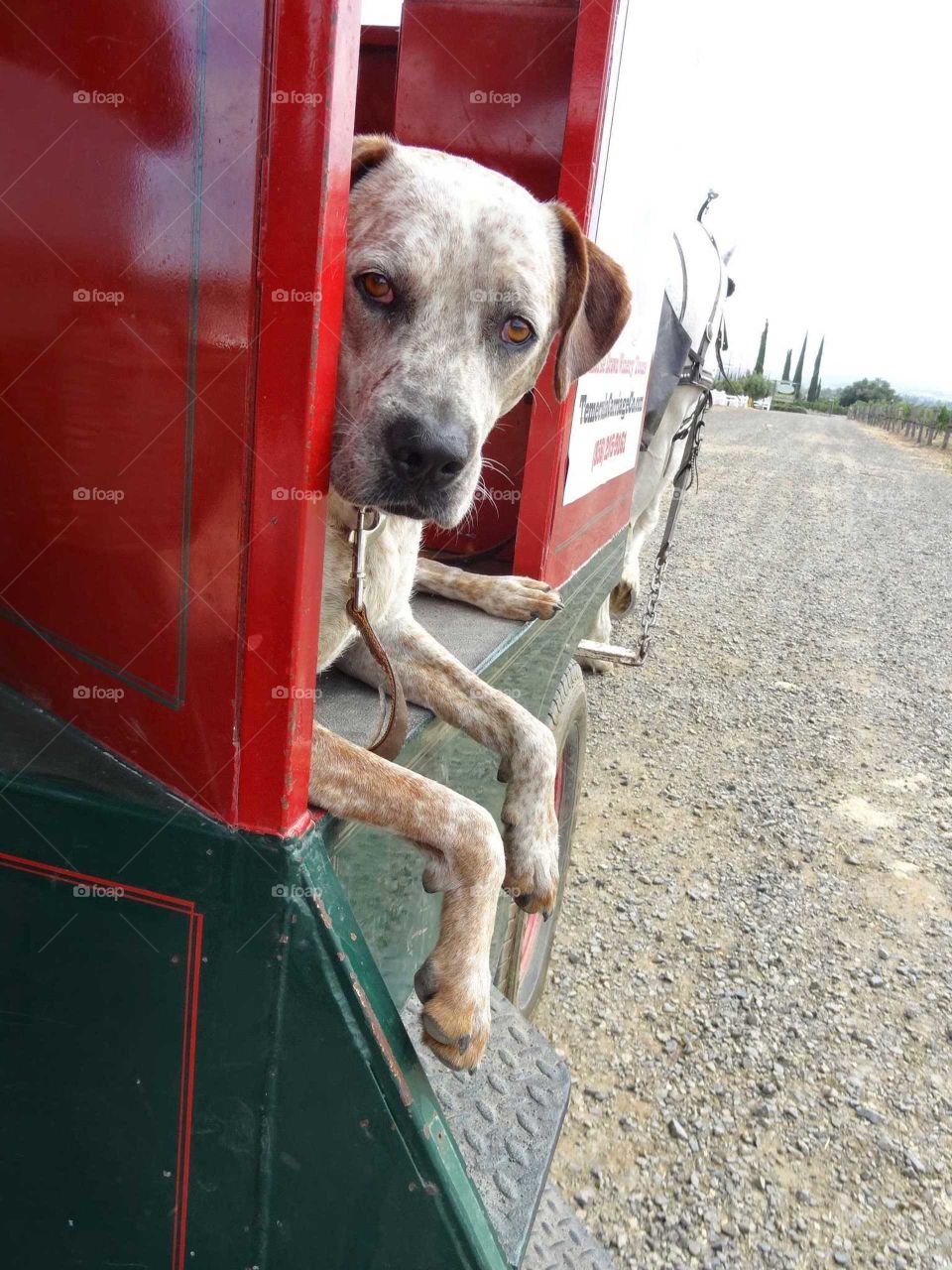 Old dog along for a vineyard horse drawn trolley