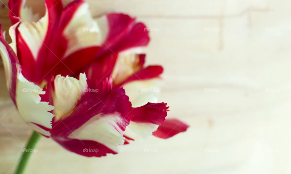 Red and white double petal parrot tulip isolated on wood background with room for copy 