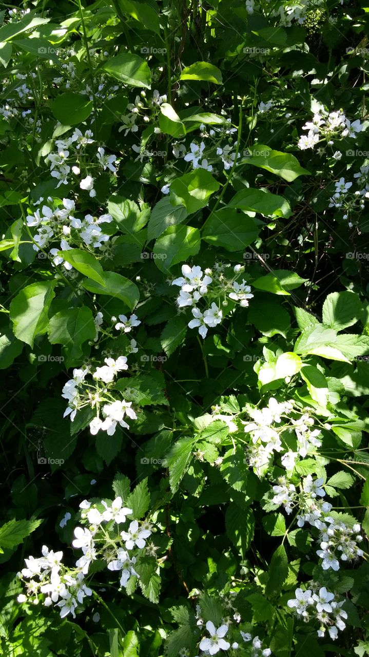 White Flowers in a Forest of Green. Taking a family hike through the woods behind our home I spotted some lovely flowers.