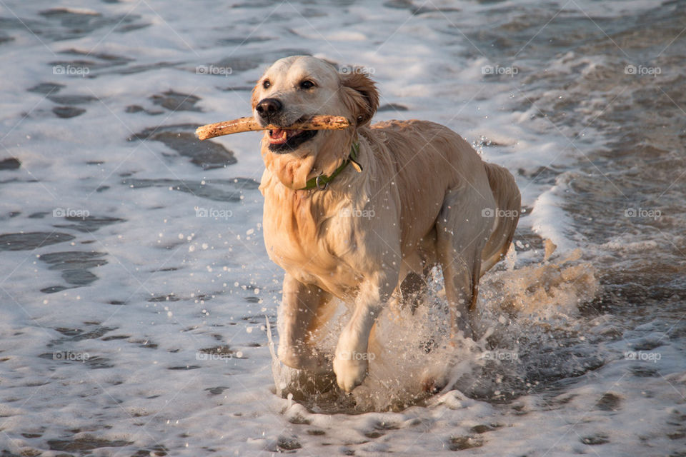 Dog running with stick in sea