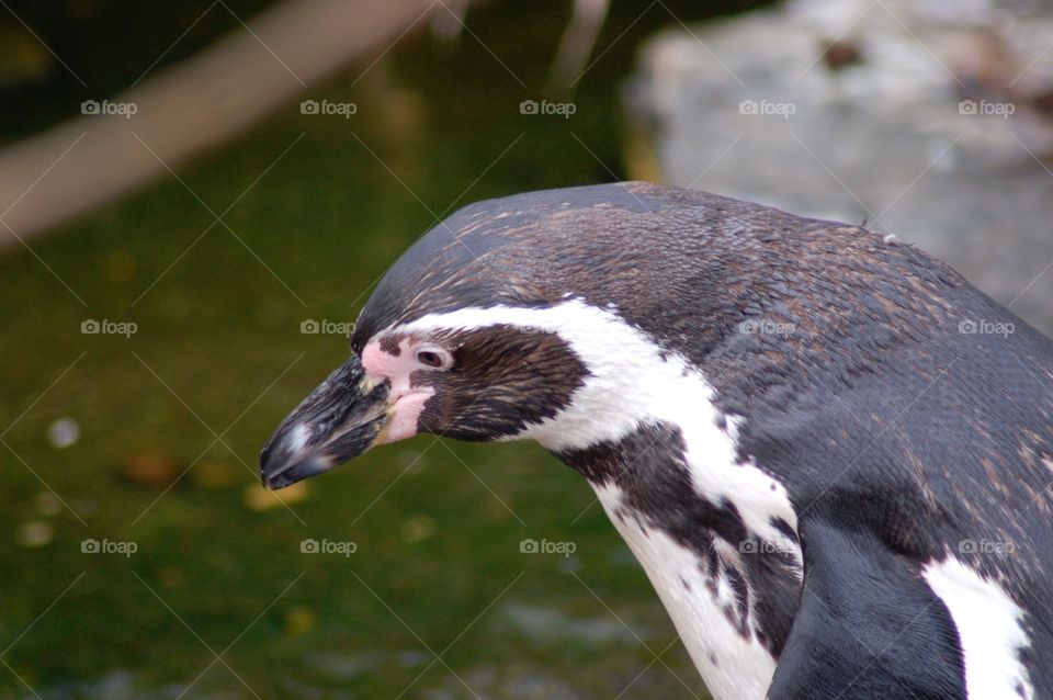 Penguin. Penguin up close