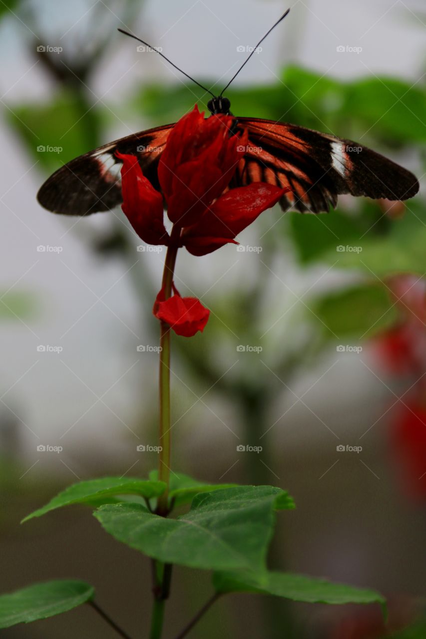 Red butterfly alighting on red flower