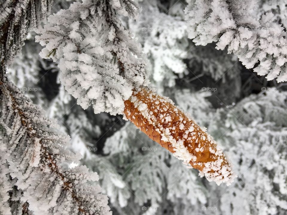 Pine cone covered in snow surrounded by pine cone tree branches covered in snow 