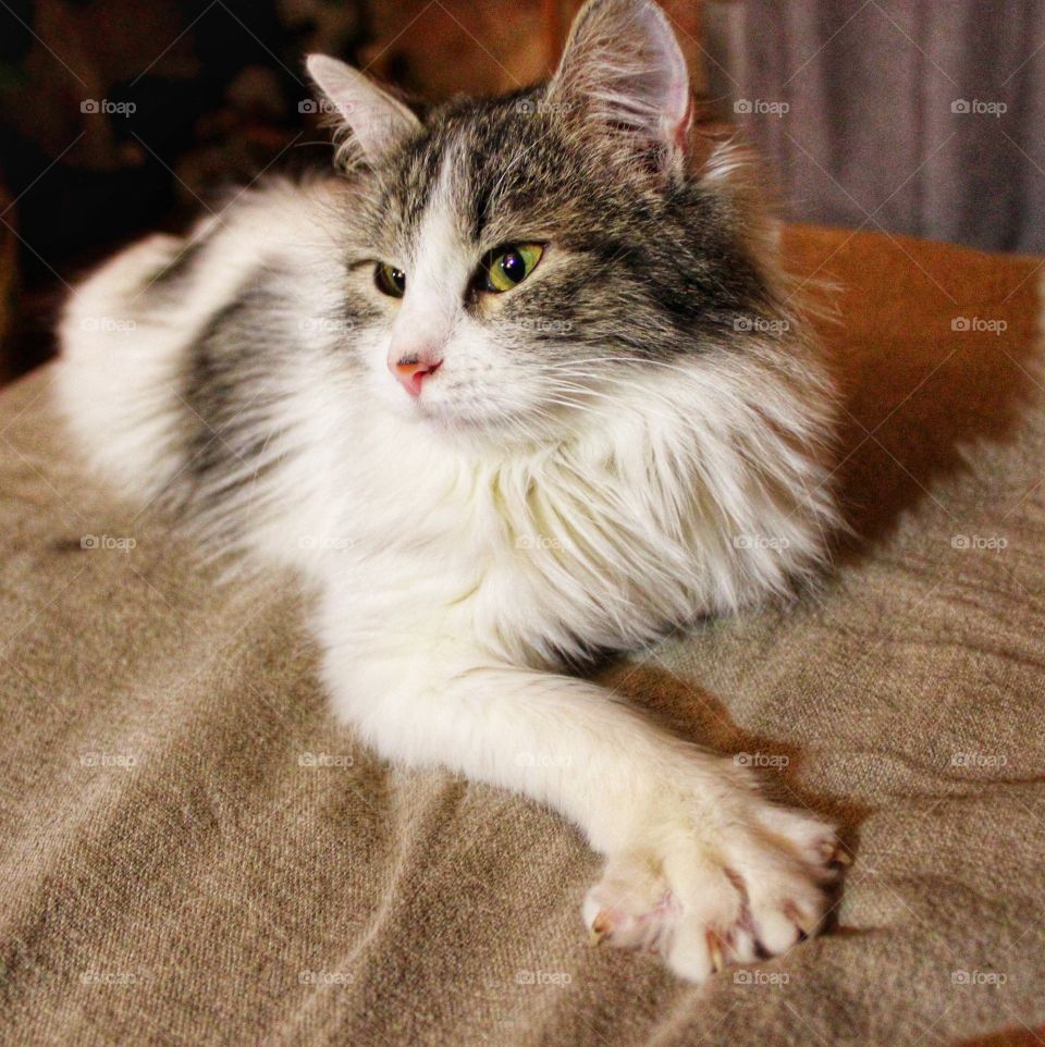 Life with pets. My white and gray cat Polina