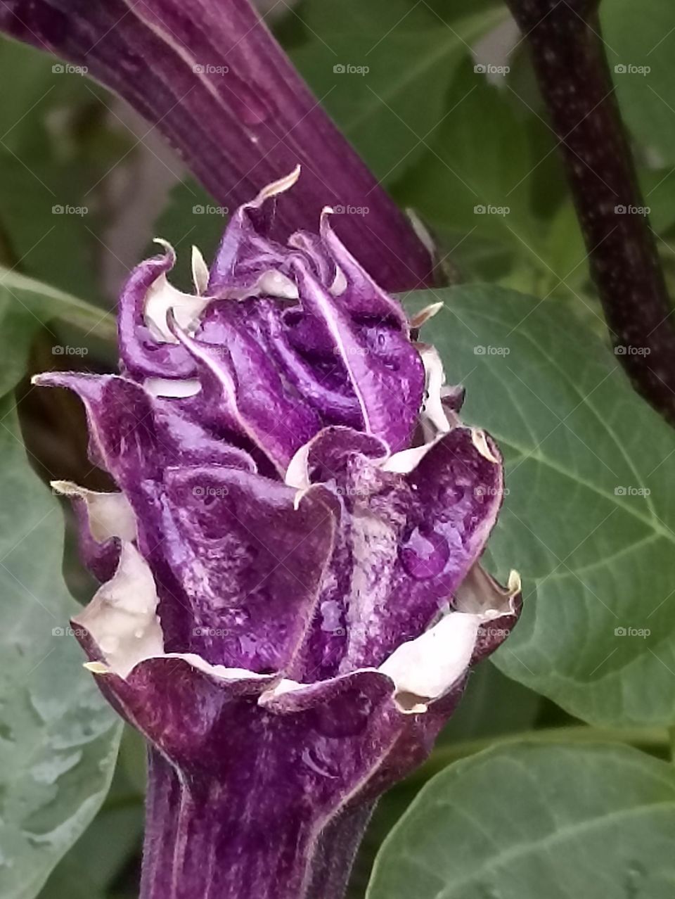 wild flowers mainly found on road sides, used for medical practice, ayurveda. three petals only three layers .
