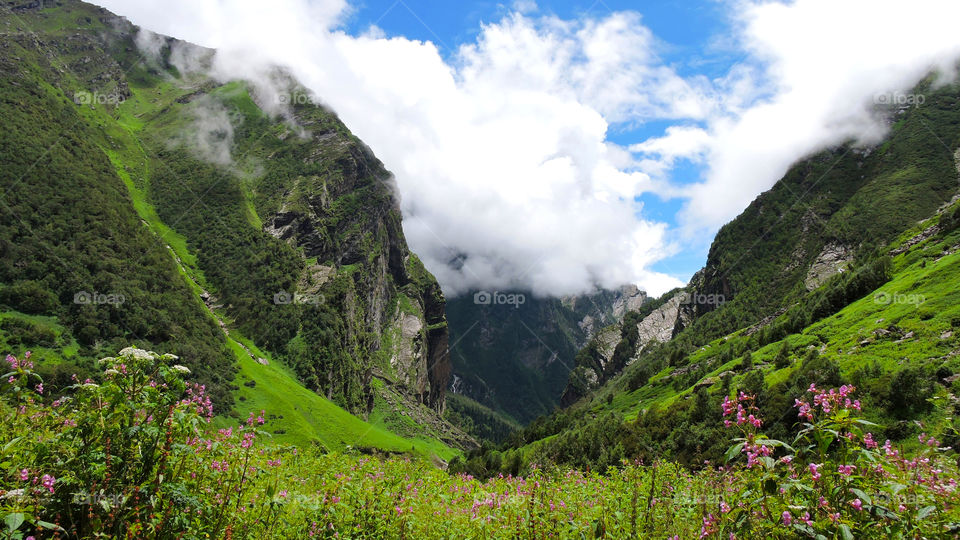 Valley of Flowers