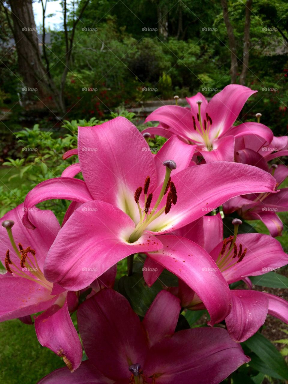 Summer lillies