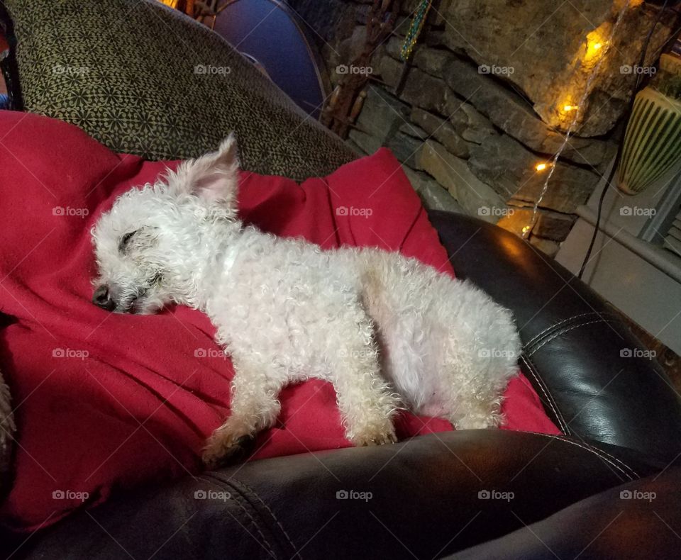 Little white poodle sleeping on couch next to me.