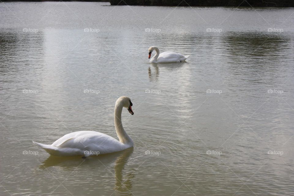 Swans in the lake