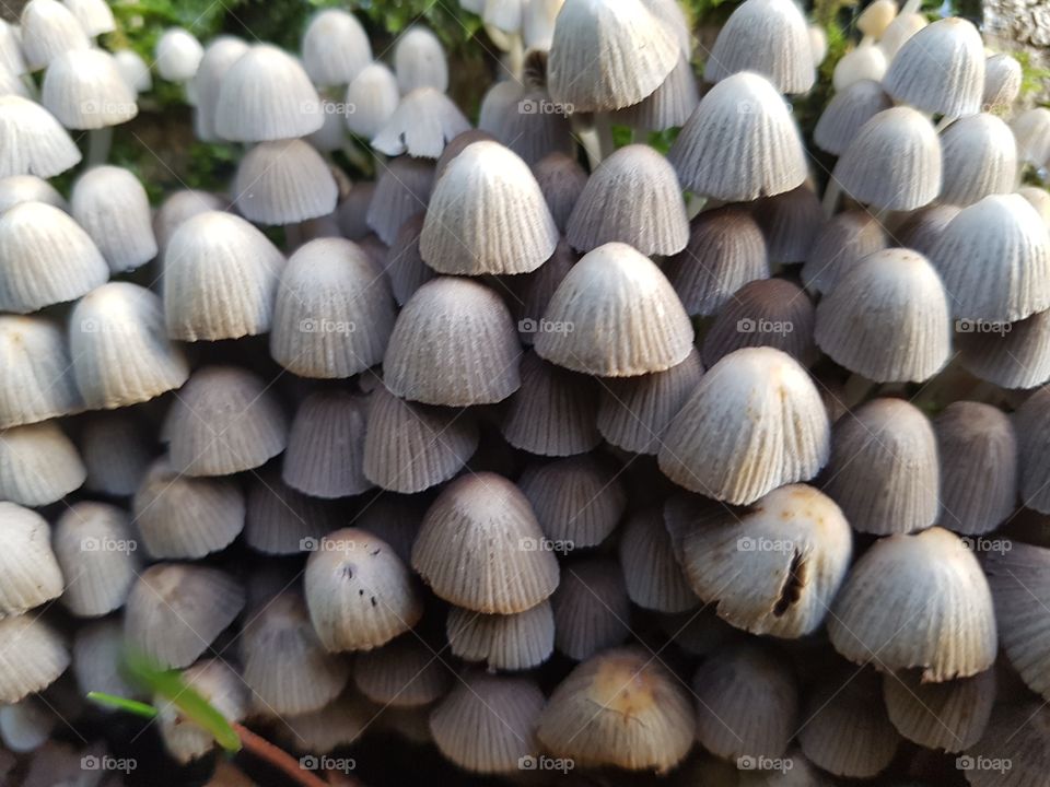 fungus