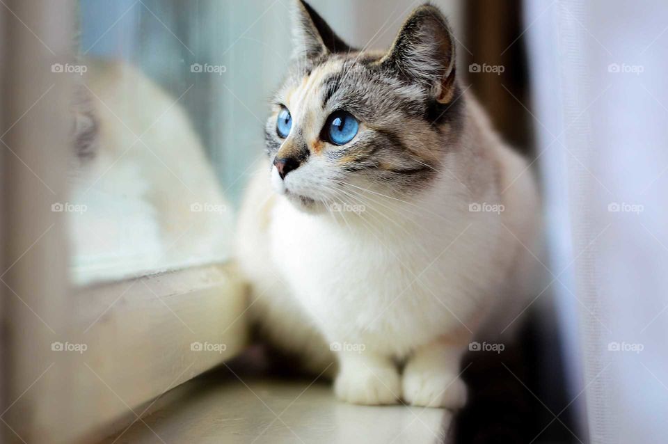 Cat with blue eyes