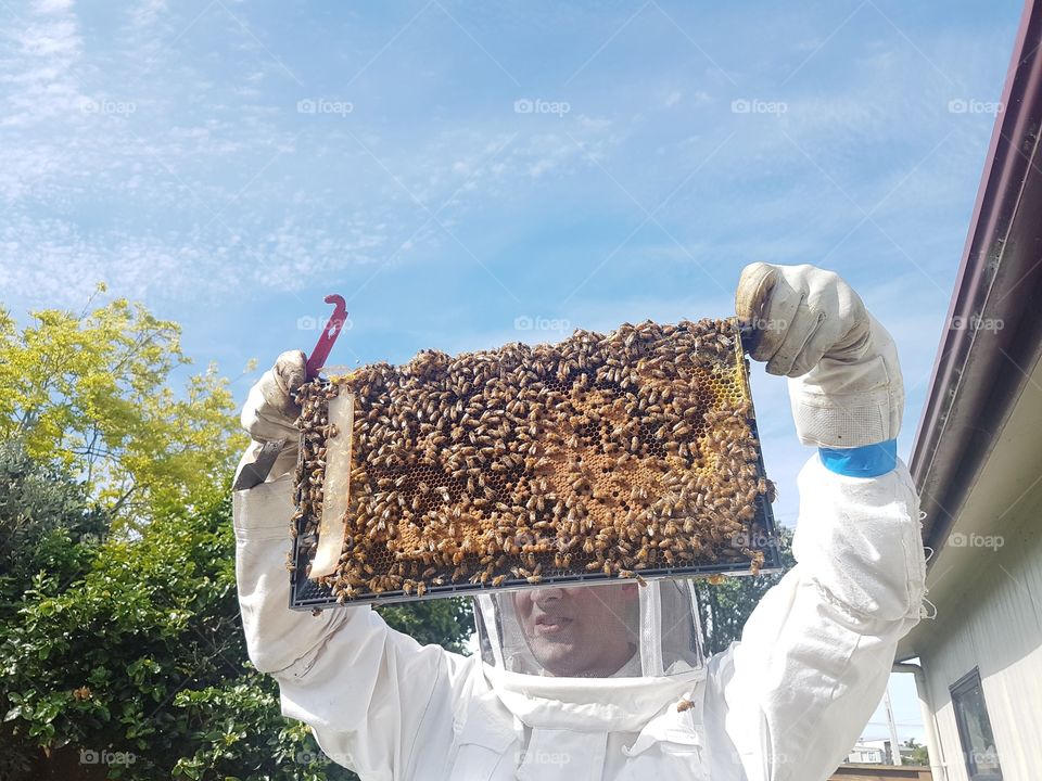 Beekeeper checking bee hive summer day beekeeping frame brood