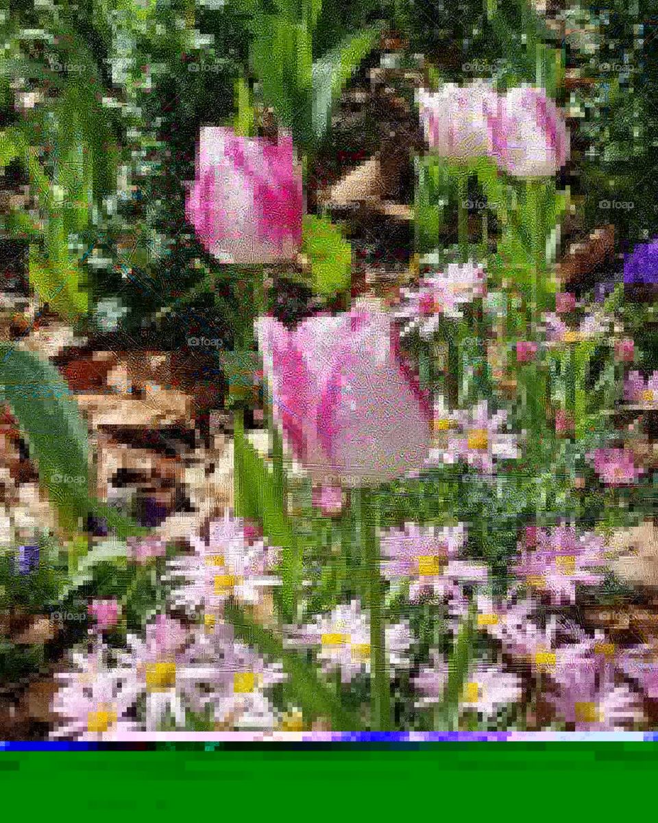 Pink and White Tulips