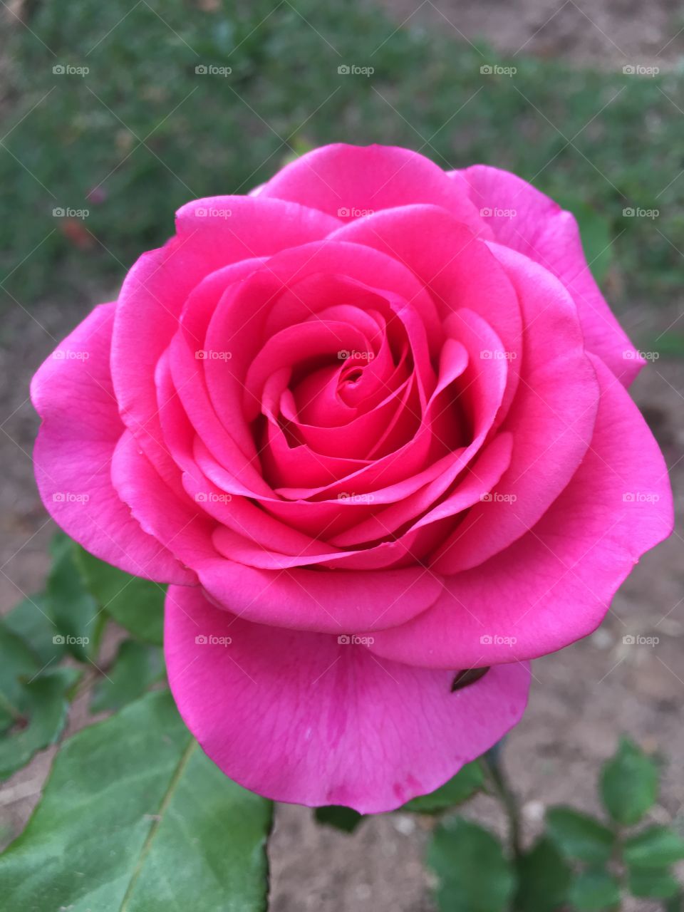 A nossa #Rosa Pink -
🌼#Flores do nosso #jardim, para alegrar e embelezar nosso dia!
#Jardinagem é nosso #hobby.
🌹
#flor #flowers #flower #pétalas #garden #natureza #nature #flora